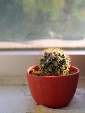 Cactus at windowの写真素材