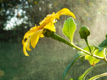 Mexican Sunflowers among mist of rainsの写真素材
