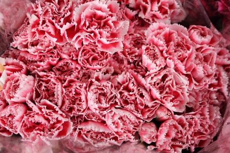 Varios colors of carnationの写真素材