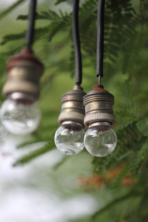 3 bulbs with green backgroundの写真素材