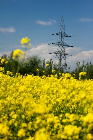 Mustard field and electric pillars in a sunny dayの写真素材
