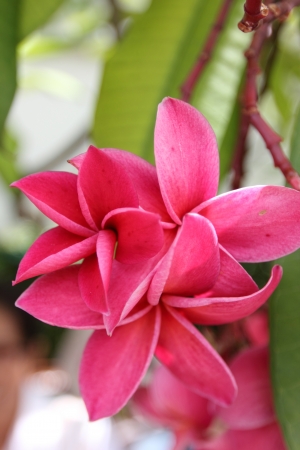 Branch of tropical flowers frangipani  plumeria の写真素材
