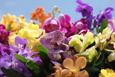 Variety of kinds and colors of orchidsの写真素材