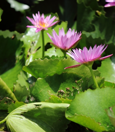 3 pink lotus in a pondの写真素材