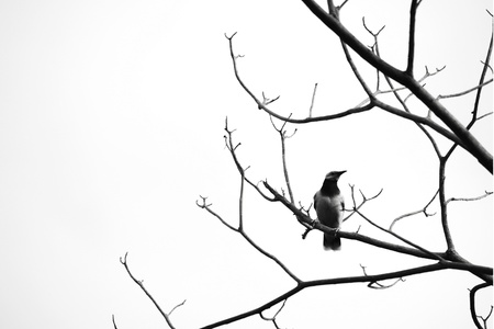 dead tree and a bird isolated on whiteの写真素材