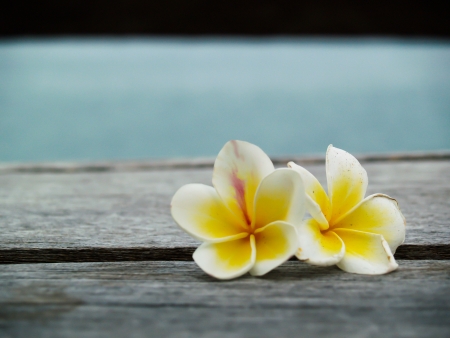 Tropical flowers frangipani on wood with sea backgroundの写真素材