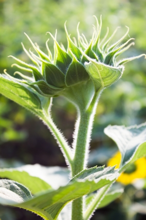 sunflower bud の写真素材