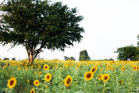 Summer Sunflower Field and a treeの写真素材