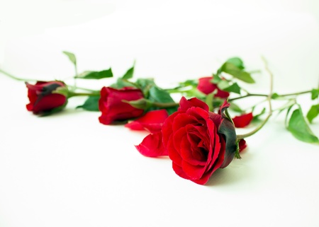 red rose petals scattered aroundの写真素材