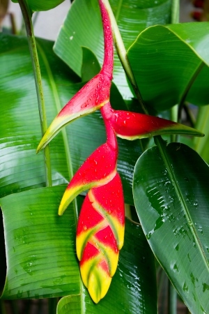Hawaiian Tropical Rainforest Flower- Heliconia, Lobster Clawの写真素材