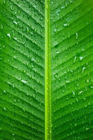 rain drop on green banana leaf backgroundの写真素材