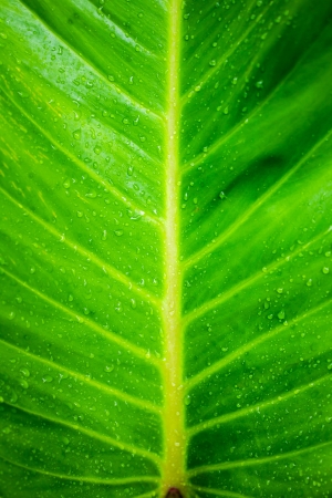 rain drop on green banana leaf backgroundの写真素材