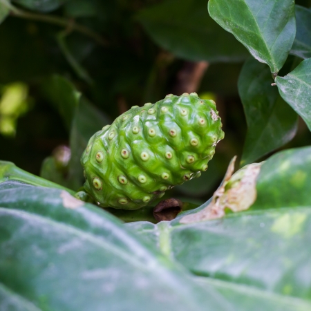NONI INDIAN MULBERRYの写真素材