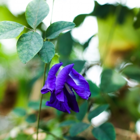 pigeonwings flowerの写真素材