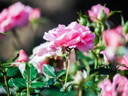 roses in gardenの写真素材