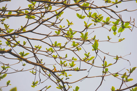 young leaves spring background - fade film styleの写真素材