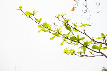 green sprink backgroundの写真素材