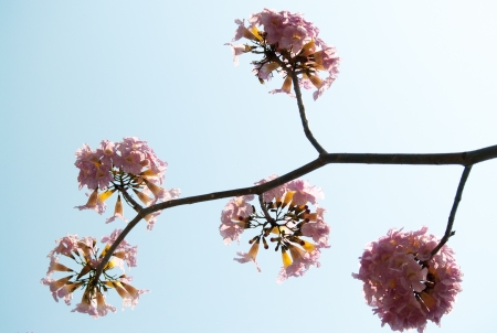 Tabebuia is a sweet pink flower blooming during January and February in Thailandの写真素材