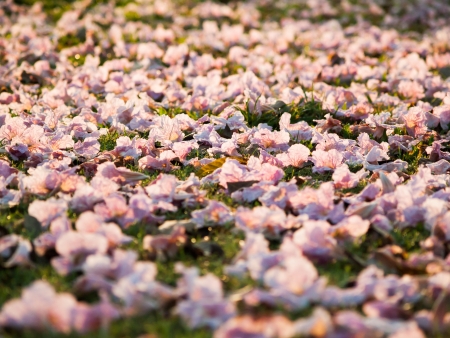 pink flower on grassの写真素材