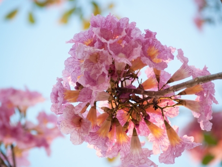 Tabebuia is a sweet pink flower blooming during January and February in Thailandの写真素材