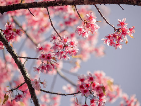 sakura blossom in thailand