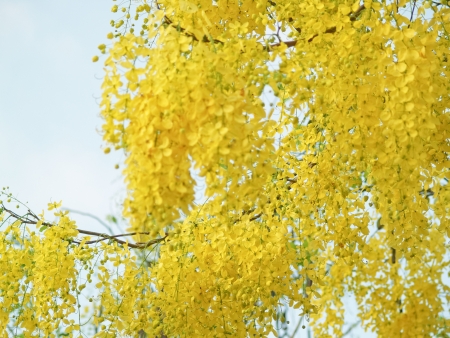 Cassia Fistula, national flower of Thailand. isolated on white backgroundの写真素材