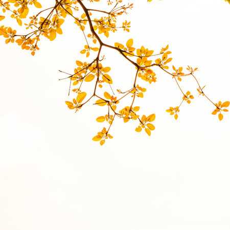 yellow leaves on white backgroundの写真素材