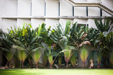 Traveler's tree (Ravenala madagascariensisの写真素材