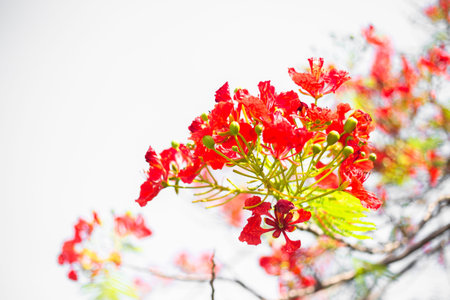 peacock flowers isolated on white background