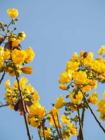 Yellow silk cotton tree flowersの写真素材