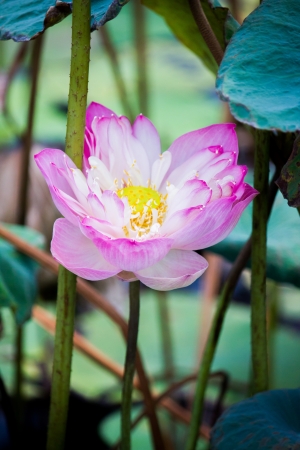 pink lotus flower bloomingの写真素材