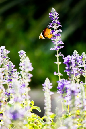 Monarch Butterfly on the Lavender, Thailandの写真素材