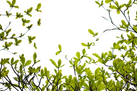 young leaves spring background - fade film styleの写真素材