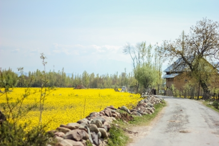 mustard field, kashmir,indiaの写真素材
