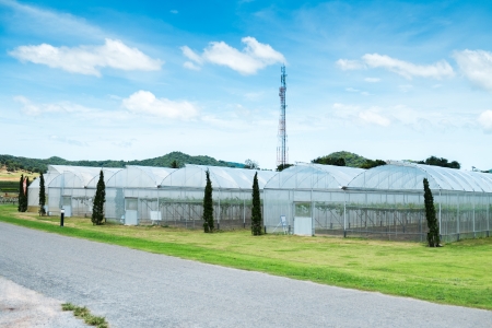 greenhouse for grape plantation in pattaya, thailandの写真素材