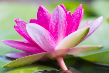 pink lotus with shallow depth of fieldの写真素材