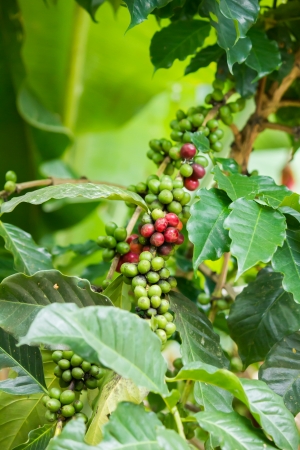 Green and red coffee beans on tree in Chiang Mai ,Thailandの写真素材