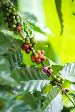 Green and red coffee beans on tree in Chiang Mai ,Thailandの写真素材