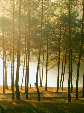 morning light at pine forest pang ung national park maehongsorn thailandの素材