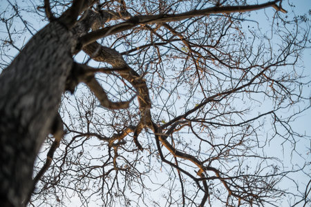 Dead tree , branches of a tree without leaves of autumn against sky