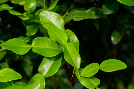 green Kaffir lime or bergamot leaves on tree