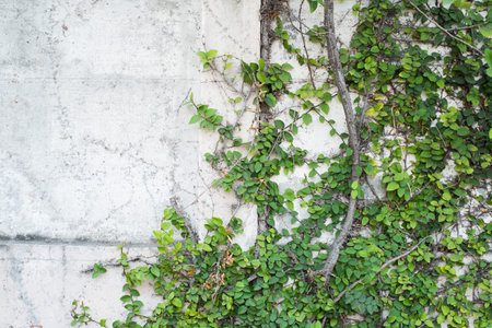 ivy leaves on cracked and old wall background with copyspace for wallpaper