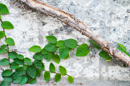 ivy leaves on cracked and old wall background with copyspace for wallpaperの写真素材