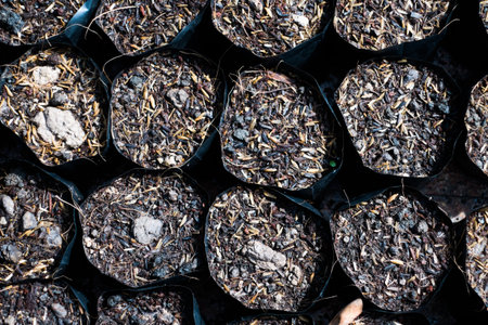 soil in plastic bags for plantation