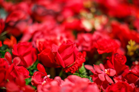Abstract background of various kinds of red  flowersの写真素材