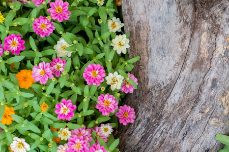 wooden log and flowers-garden decorationの写真素材