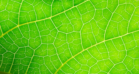 macro photo of green leaf texture background