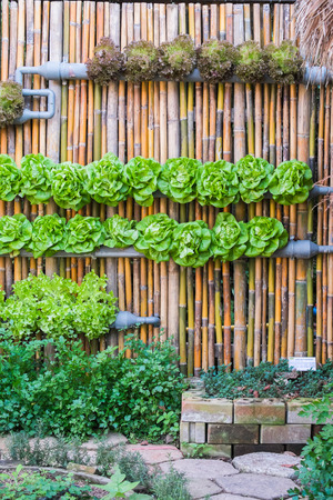 vertical hydroponics vegetables plantation on bamboo wallの写真素材