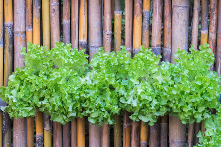 vertical hydroponics vegetables plantation on bamboo wallの写真素材