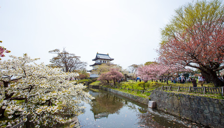 HOKKAIDO, JAPAN - MAY 3, 2015: Unidentified tourists enjoy the spring sakura cherry blossoms at Matsumae Castle which  officially recognized as one of the best cherry blossom viewing spots in Japan.のeditorial素材